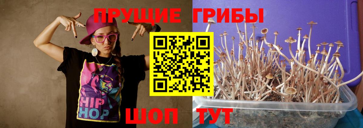 Жигулёвск  Псилоцибиновые грибы Psilocybe  Вход с VPN 